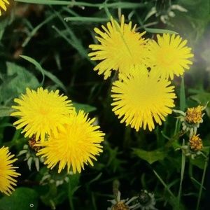 Meet your Posher, Dandelion